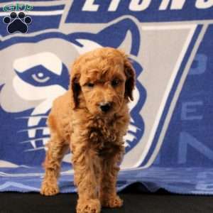 Elsie, Mini Goldendoodle Puppy